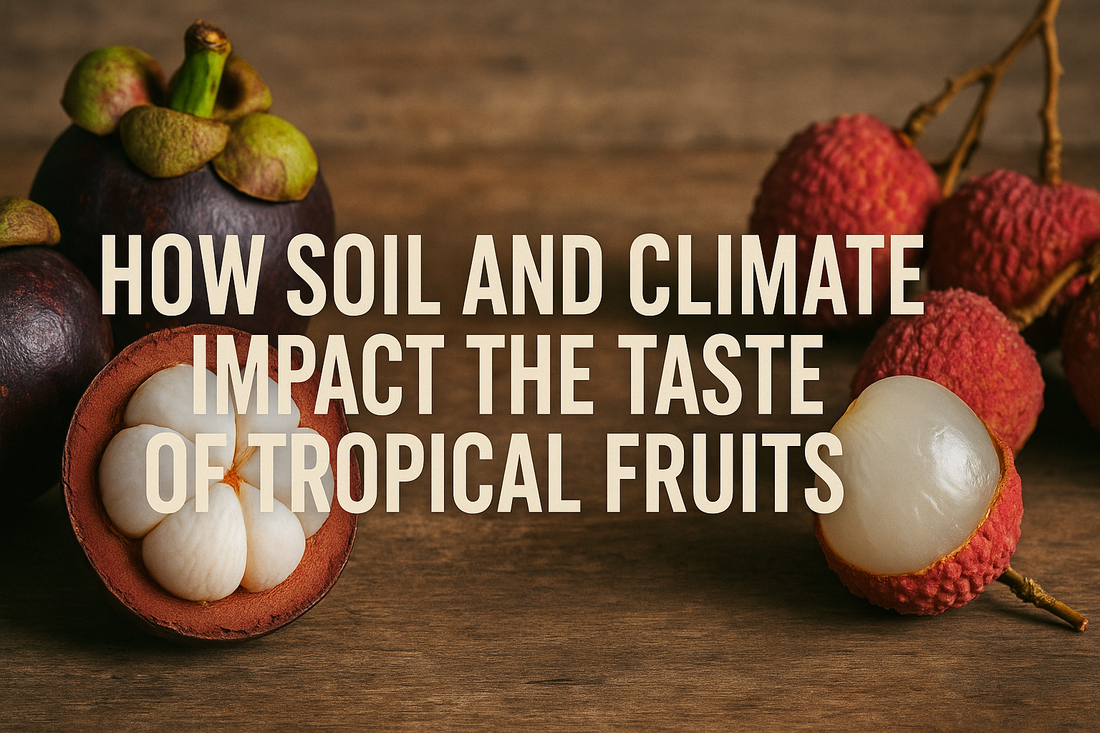 How soil and climate impact the taste of tropical fruits like Moangosteen and Lychee: